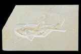 Rare, Jurassic Fossil Fish (Ascalabus) - Solnhofen Limestone #103621-1